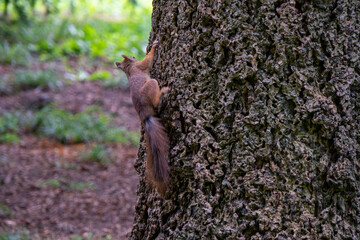 Eichhörnchen sitzt auf einem Baum