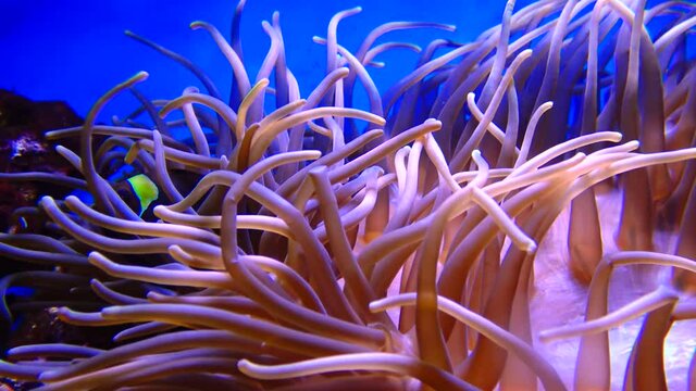 Sea anemone, which live in symbiosis amphiprion fish