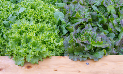 Close up of organic vegetable bed with green and fresh salad. With wooden frame in the foreground.