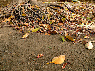 Roots and leaves of an ancient ficus tree, raked brown ground in the first plan.