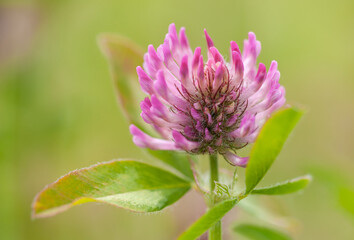 Trifolium pratense or Red Clover with Bokeh