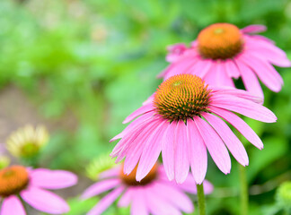 Purple coneflowers (Echinacea Purpurea) with copy space.