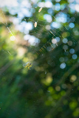 Araneus marmoreus piramidatus on a spider web with blur