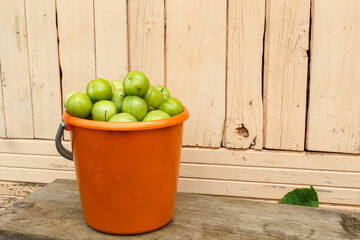 plastic orange bucket with green tomatoes