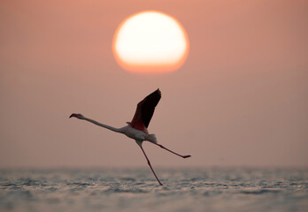 Greater Flamingo takeoff with the morning sun in the backdrop