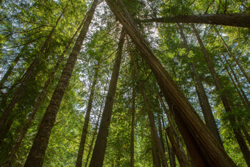 Fototapeta na wymiar Ross Creek Old Growth Cedars
