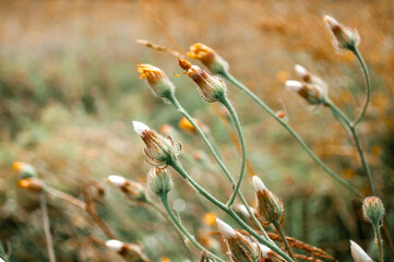 wildflower in meadow