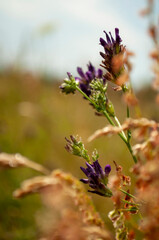 wildflower in meadow