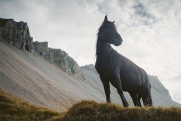 Icelandic horse near Vestrahorn mountain at Stokksnes headland coast in East Iceland