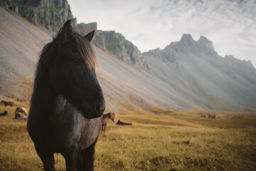 Fototapeta na wymiar Icelandic horse near Vestrahorn mountain at Stokksnes headland coast in East Iceland