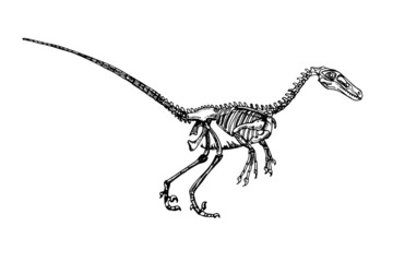 Graphic illustration of velociraptor.Dinosaur skeleton sketch

