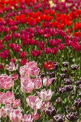 tulips garden