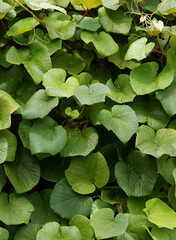 climbing plant Aristolochia macrophylla with green leaves