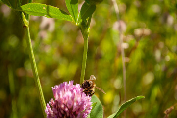 clover flower with bee in meadow