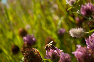 clover flower with bee in meadow