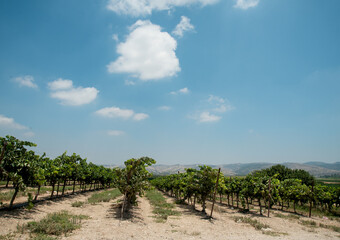 Fototapeta na wymiar Panoramic view of vineyard rows in Israel.