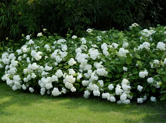 Foto op Plexiglas anti-reflex white hydrangea bush in a garden scenic © Maria Brzostowska