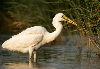 Great Egret fishing, Bahrain