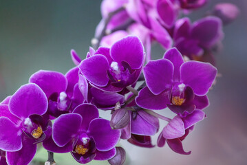 Fototapeta na wymiar Phalaenopsis orchid flowers. Tropical flowers. Holiday, Women's Day, flowers cards.