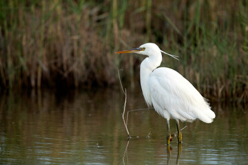Little Egret at Asker marsh Bahrain