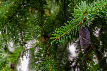 Young purple bump with drops of protruding white resin on pine branch of iceica Picea on blurry background of branches and needles of evergreen tree. Selective focus. There is place for text.