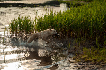 a large light-colored dog runs along the water of the lake for a toy. dog playing in the water in the evening