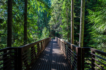 Myrtle Falls Trail
