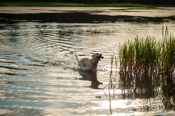 a large light-colored dog runs along the water of the lake for a toy. dog playing in the water in the evening