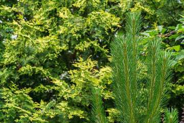 Young long whorl of ordinary pine Silvestris on blurred yellow-green background of thuja western. Selective focus. Sunny day in summer garden. Nature concept for design. There is place for text