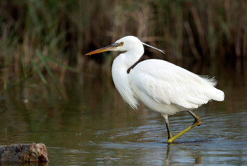 Little Egret at Asker marsh, Bahrain