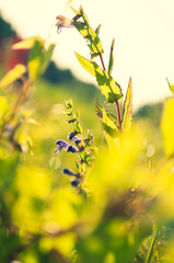 close-up of small purple wildflowers in the grass.