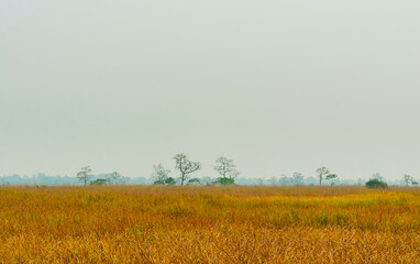 Plain with elephant grass and trees on the horizon in Kaziranga National Park, India.