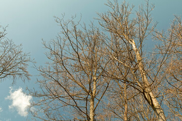 Fototapeta na wymiar The beginning of spring - deciduous buds on trees.