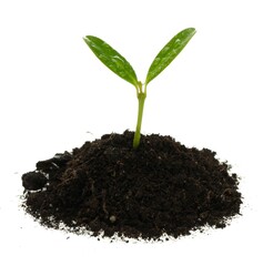 A newly planted plant
