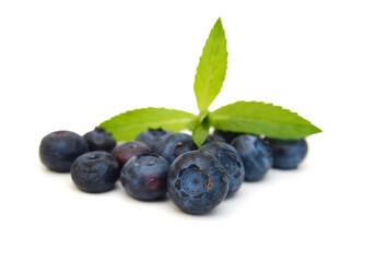 Blue berry on white background 