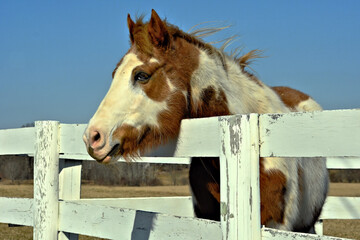 Painted horse at the corral fence