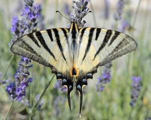 THE SCARCE SWALLOWTAIL BUTTERFLY ON THE LAVENDER FLOWER. CLOSE-UP. 