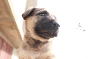 Fototapeta na wymiar portrait of a brown dog