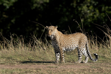 Leopard Koboso observing the surrounding, Masai Mara