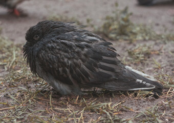 Gray city pigeon walking on the street on the ground.