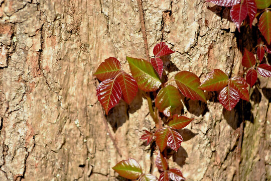 Poison ivy growing up a tree trunk in the woods.