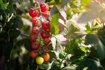 Tomatoes growing in the garden
