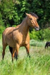 Obraz na płótnie Canvas Bay Horse Standing on a Pasture