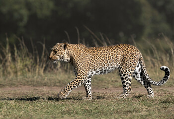 Leopard Koboso in its habitat, Masai Mara