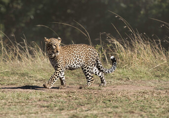 Cub of  Leopard Koboso, Masai Mara