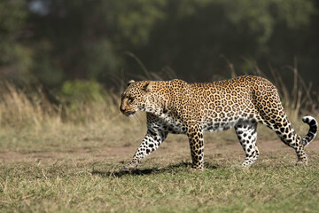 Closeup of Leopard Koboso, Masai Mara
