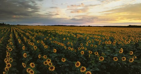 Aerial view: Low flying above the sunflower field at sunset. Flying forward and vertical panning. - Powered by Adobe