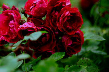 red roses in garden