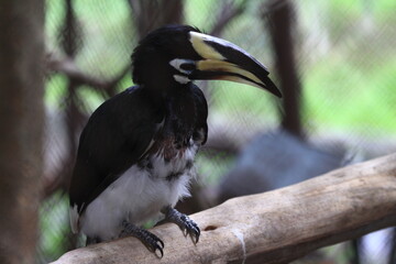 black and white bird
