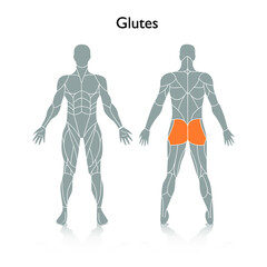 Man muscles in the body, vector